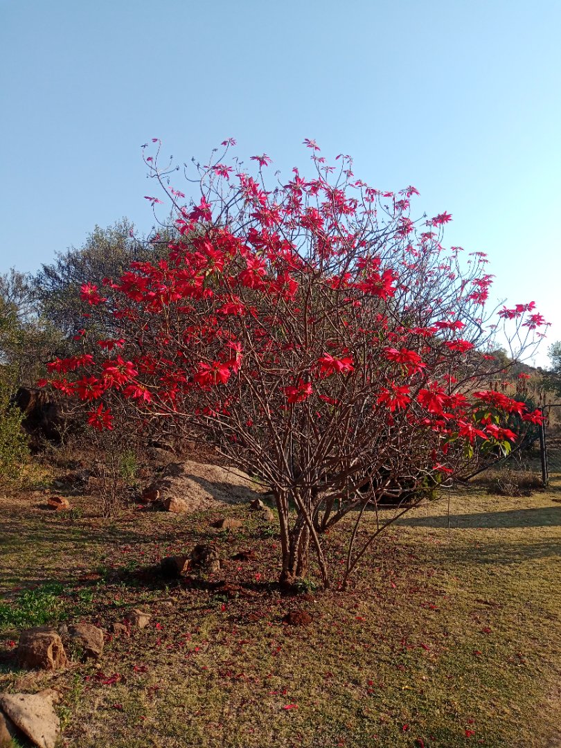 Commercial Property for Sale in Roossenekal AH Limpopo