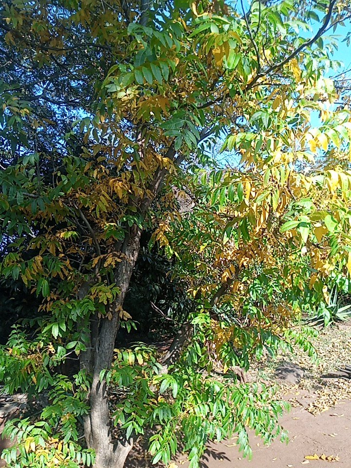 Commercial Property for Sale in Roossenekal AH Limpopo