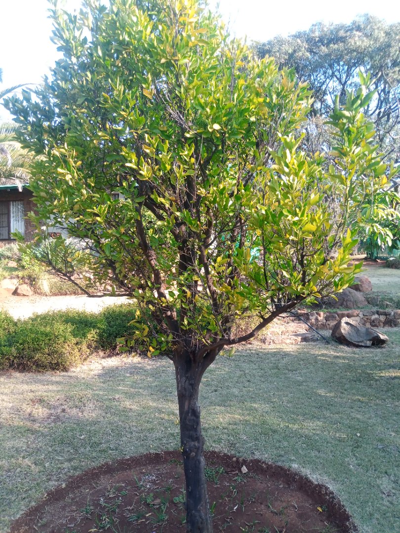 Commercial Property for Sale in Roossenekal AH Limpopo