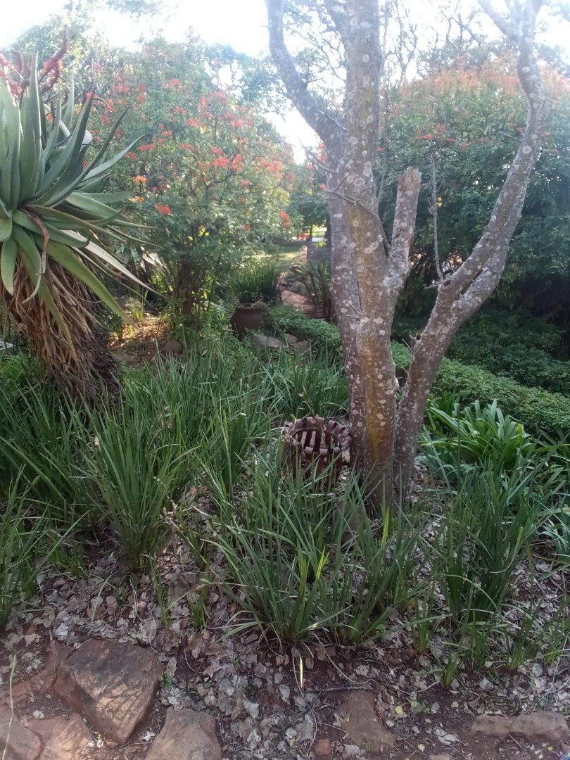 Commercial Property for Sale in Roossenekal AH Limpopo