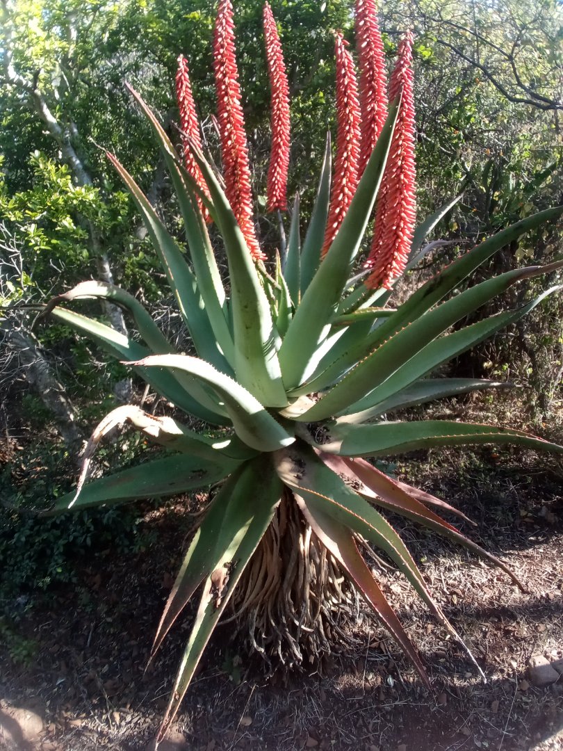 Commercial Property for Sale in Roossenekal AH Limpopo