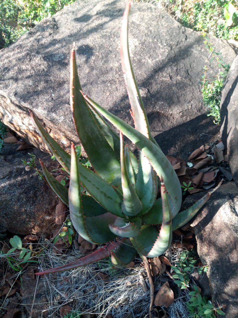 Commercial Property for Sale in Roossenekal AH Limpopo