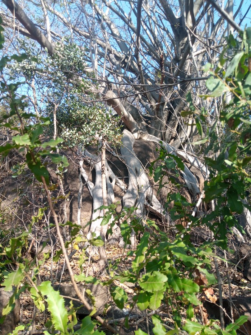 Commercial Property for Sale in Roossenekal AH Limpopo