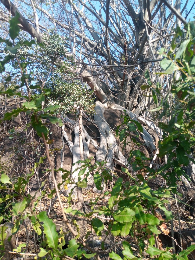 Commercial Property for Sale in Roossenekal AH Limpopo