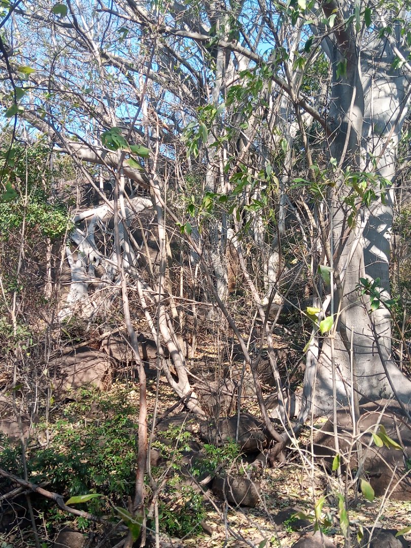 Commercial Property for Sale in Roossenekal AH Limpopo