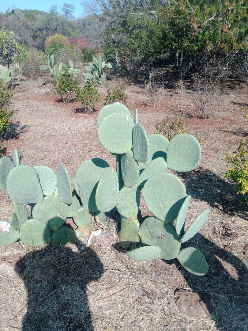 Commercial Property for Sale in Roossenekal AH Limpopo