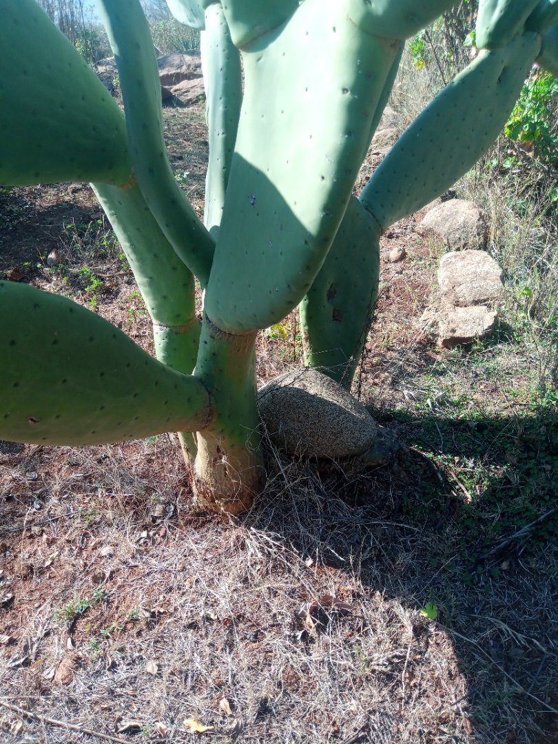 Commercial Property for Sale in Roossenekal AH Limpopo