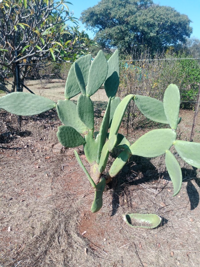 Commercial Property for Sale in Roossenekal AH Limpopo