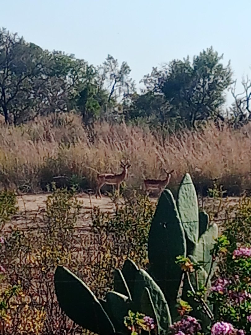 Commercial Property for Sale in Roossenekal AH Limpopo