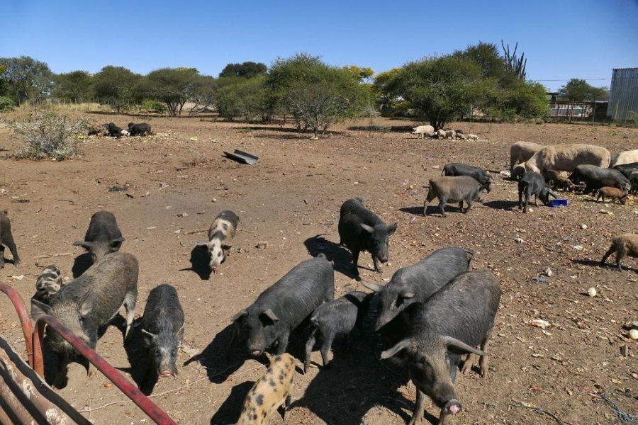 8 Bedroom Property for Sale in Palmietfontein Limpopo