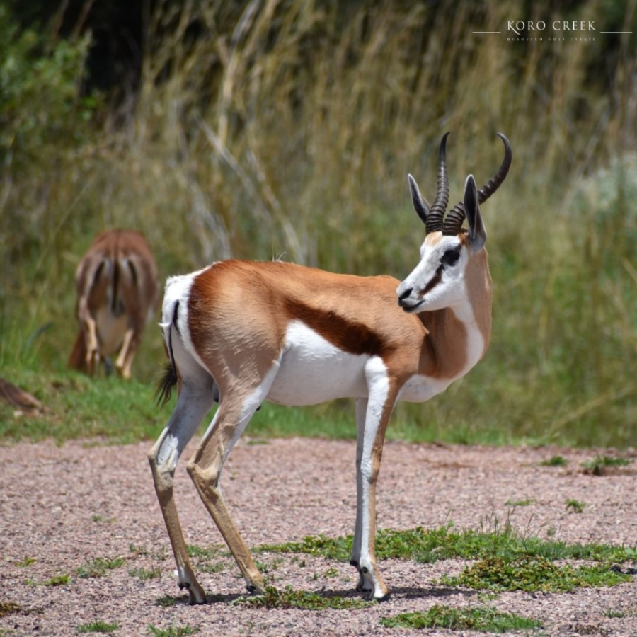 0 Bedroom Property for Sale in Koro Creek Golf Estate Limpopo