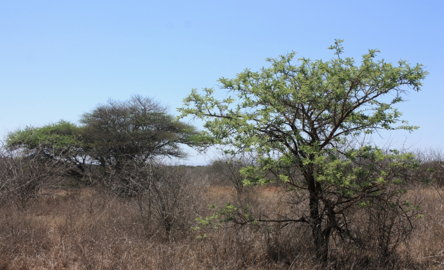 Commercial Property for Sale in Kalkfontein A H Limpopo