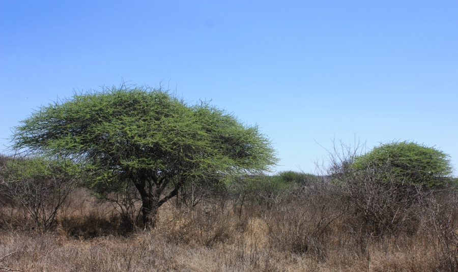 Commercial Property for Sale in Kalkfontein A H Limpopo