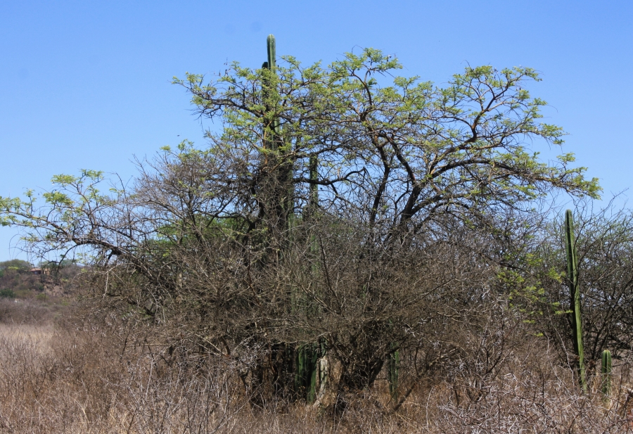 Commercial Property for Sale in Kalkfontein A H Limpopo