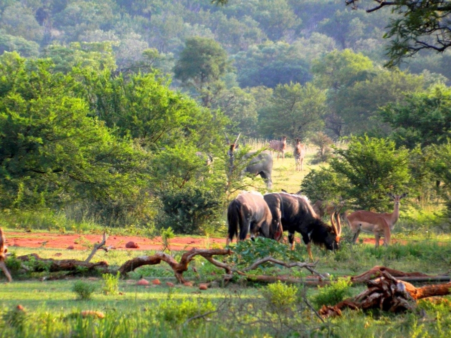 5 Bedroom Property for Sale in Modimolle Limpopo