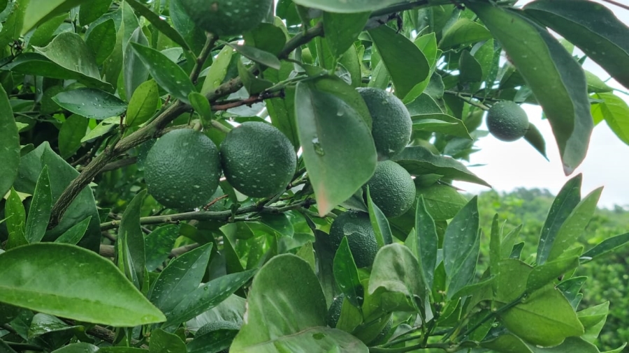 0 Bedroom Property for Sale in Louis Trichardt Limpopo