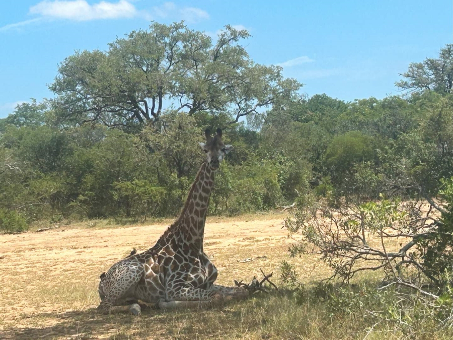 0 Bedroom Property for Sale in Moditlo Nature Reserve Limpopo