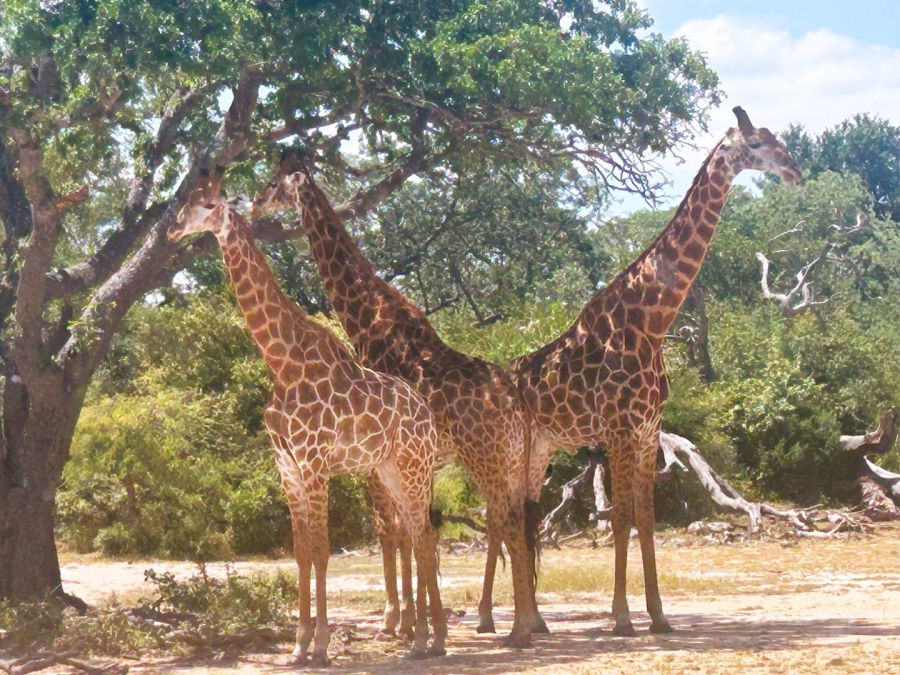 0 Bedroom Property for Sale in Moditlo Nature Reserve Limpopo