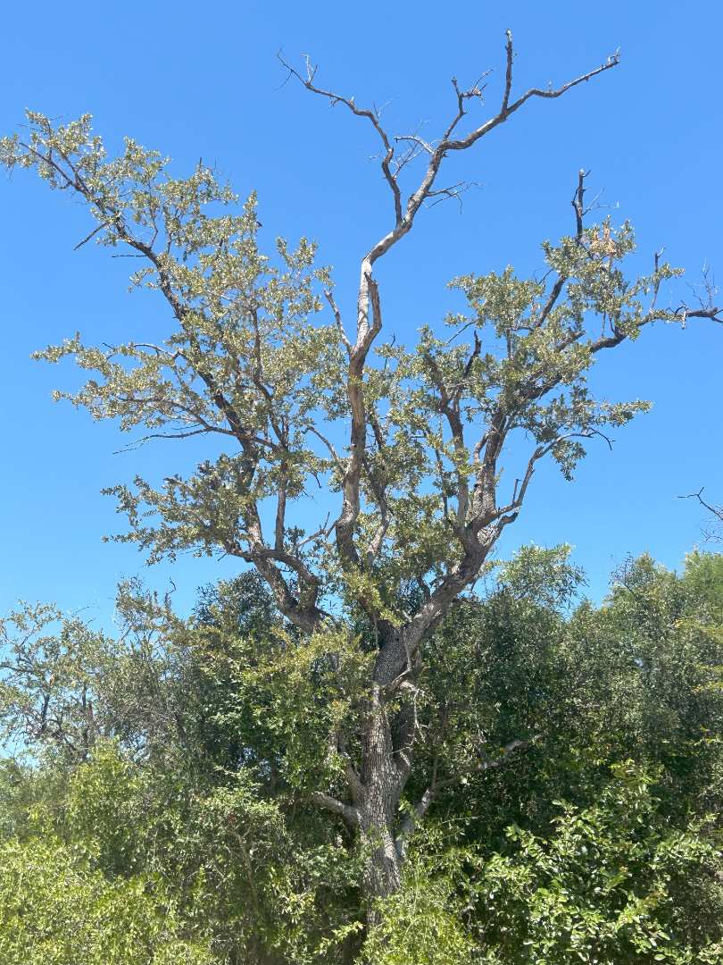 0 Bedroom Property for Sale in Moditlo Nature Reserve Limpopo