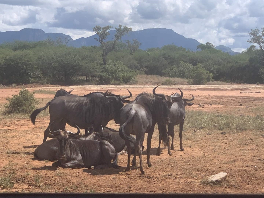 0 Bedroom Property for Sale in Moditlo Wildlife Estate Limpopo