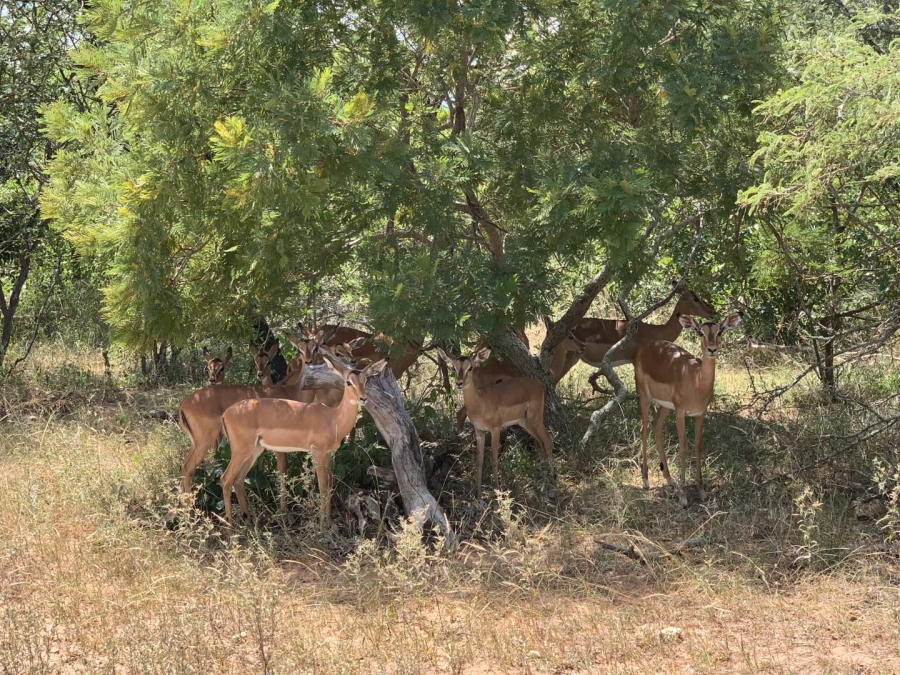 0 Bedroom Property for Sale in Moditlo Wildlife Estate Limpopo