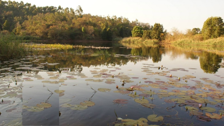 Commercial Property for Sale in Politsi Limpopo