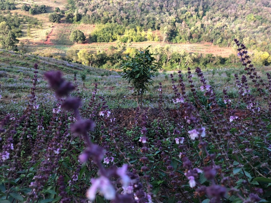 Commercial Property for Sale in Politsi Limpopo