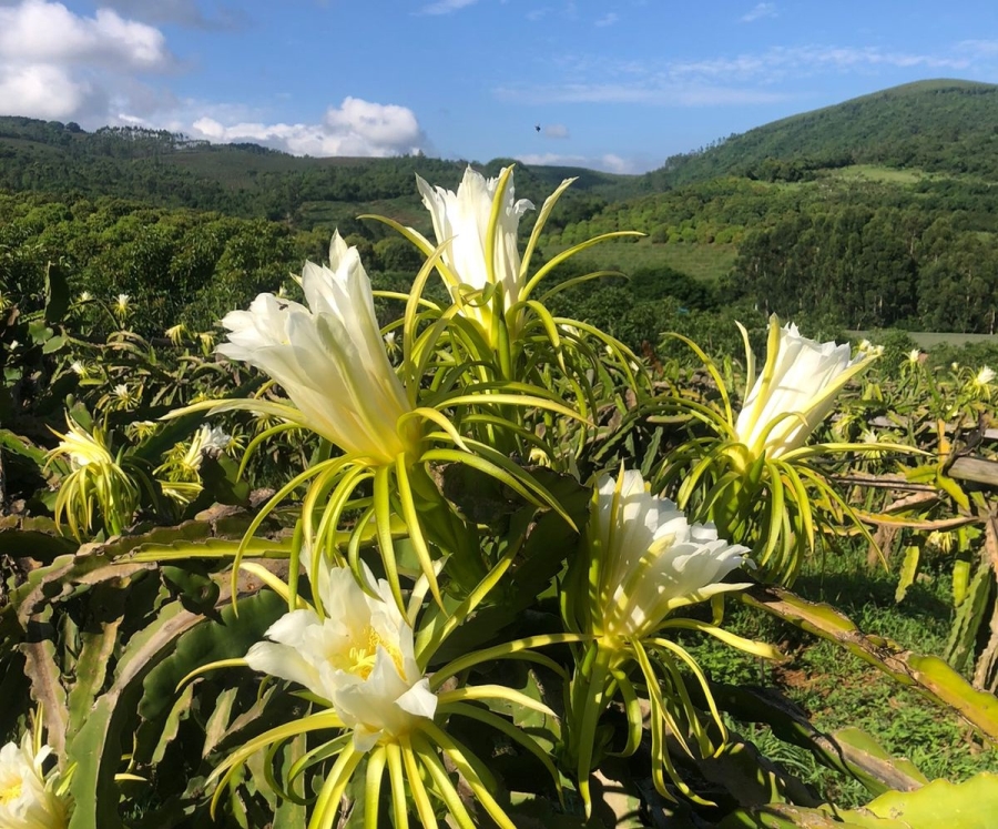 Commercial Property for Sale in Politsi Limpopo