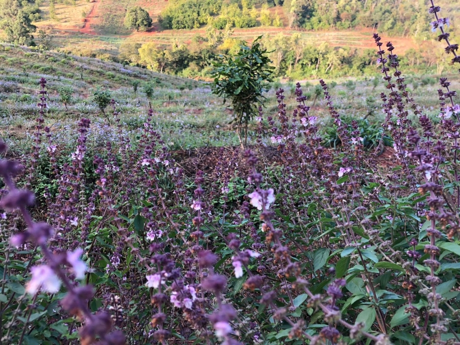 Commercial Property for Sale in Politsi Limpopo