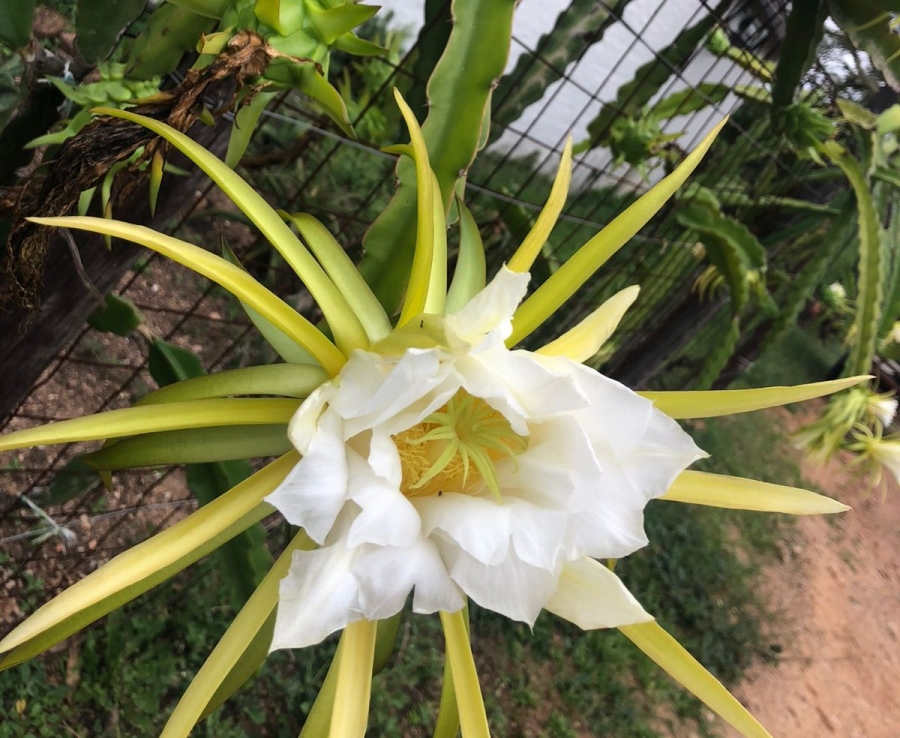 Commercial Property for Sale in Politsi Limpopo