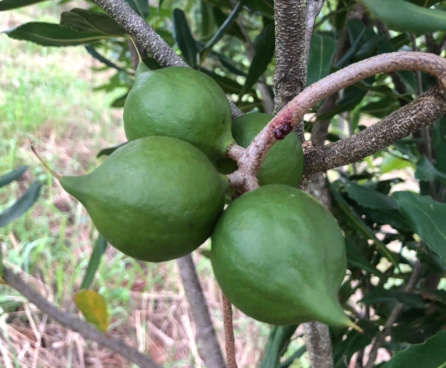 Commercial Property for Sale in Politsi Limpopo