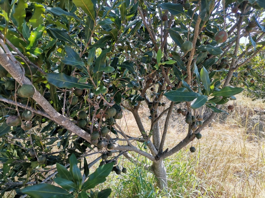 Commercial Property for Sale in Nthabiseng Limpopo