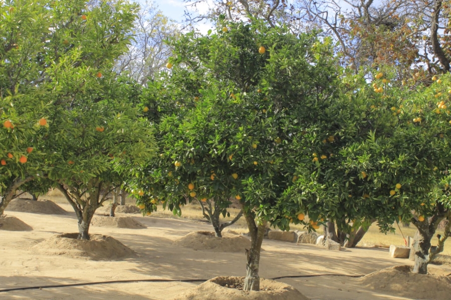 Commercial Property for Sale in Polokwane Rural Limpopo