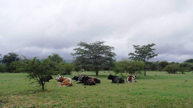 3 Bedroom Property for Sale in Sterkrivier Limpopo