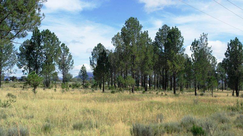 0 Bedroom Property for Sale in Alma Limpopo