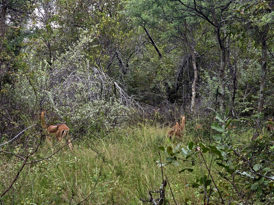 0 Bedroom Property for Sale in Lephalale Limpopo