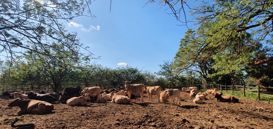 8 Bedroom Property for Sale in Roedtan Limpopo