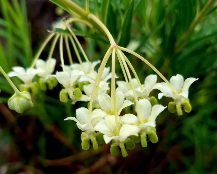 0 Bedroom Property for Sale in Nylsoog Wind and Eco Estate Limpopo