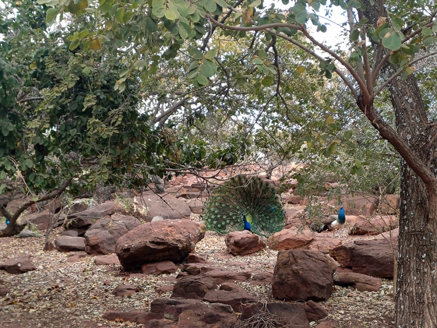 Commercial Property for Sale in Bela Bela Limpopo