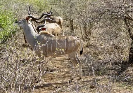 Commercial Property for Sale in Thabazimbi Limpopo
