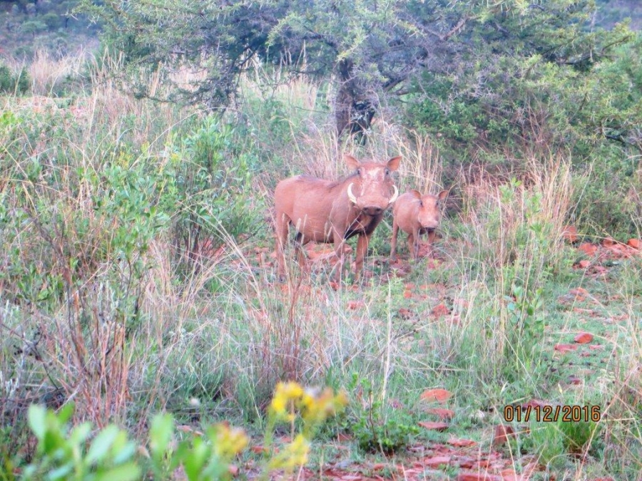 7 Bedroom Property for Sale in Ohrigstad Limpopo