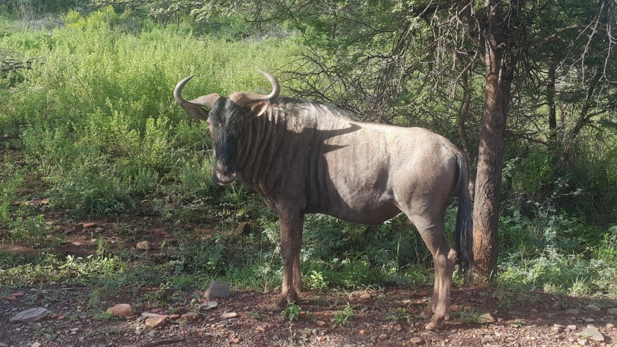 7 Bedroom Property for Sale in Ohrigstad Limpopo