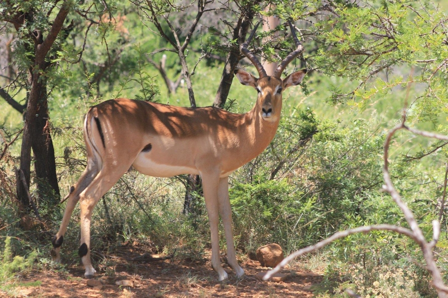 7 Bedroom Property for Sale in Ohrigstad Limpopo