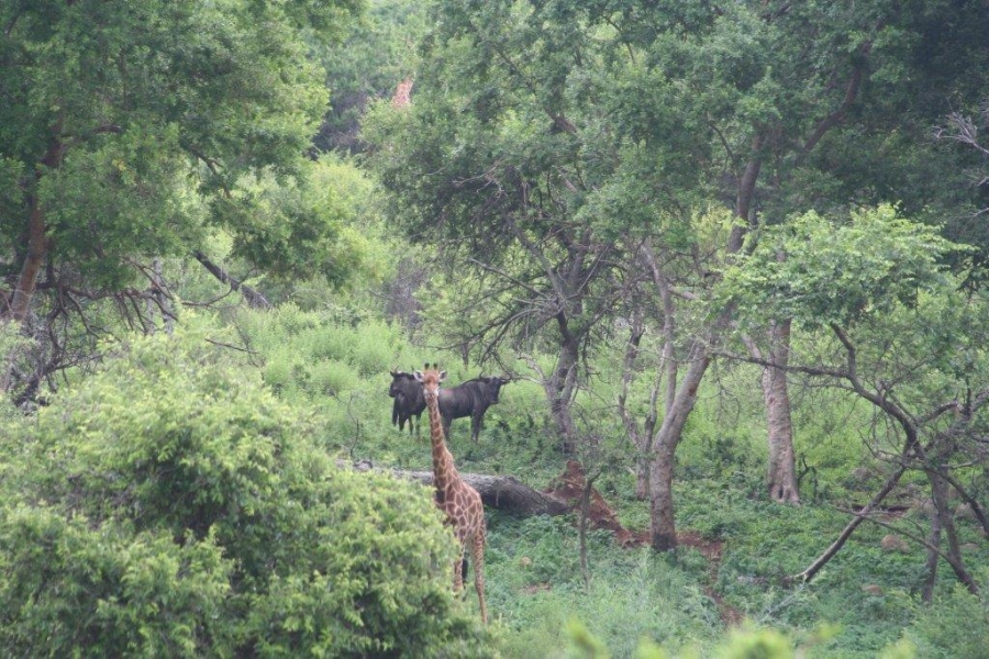 7 Bedroom Property for Sale in Ohrigstad Limpopo