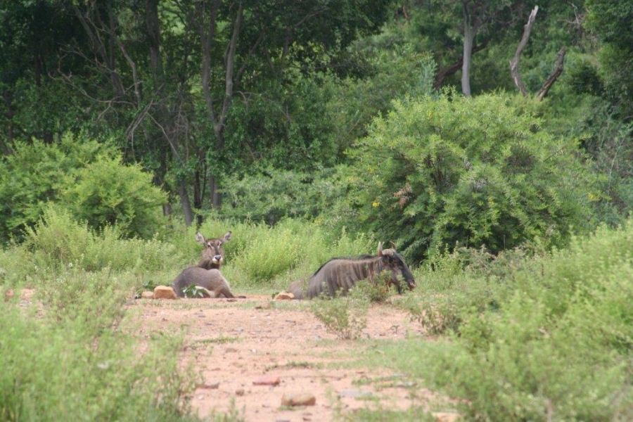 7 Bedroom Property for Sale in Ohrigstad Limpopo