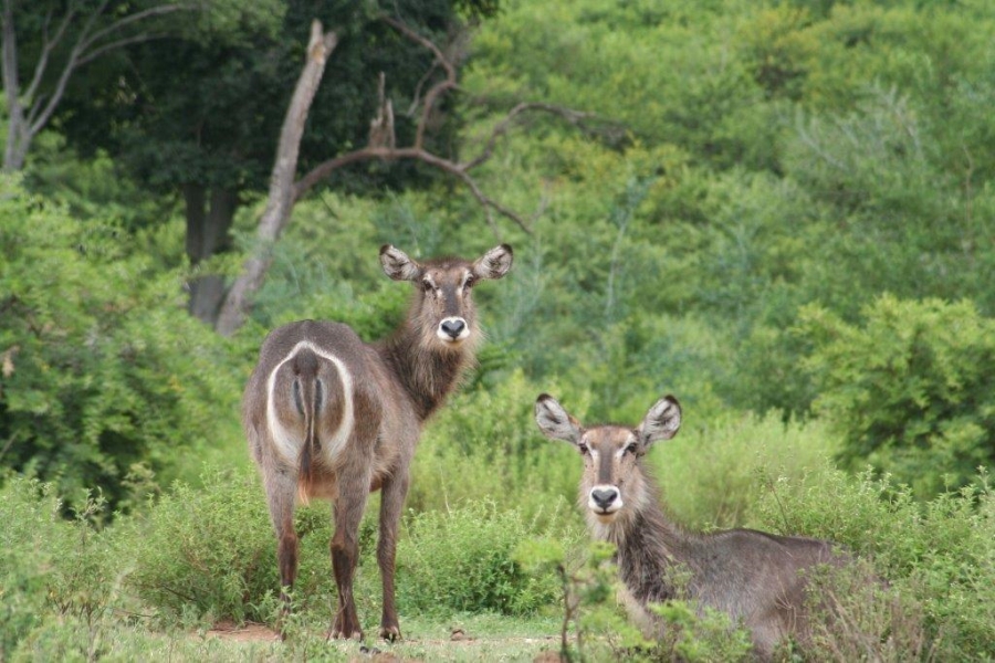 7 Bedroom Property for Sale in Ohrigstad Limpopo