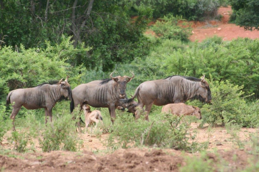 7 Bedroom Property for Sale in Ohrigstad Limpopo