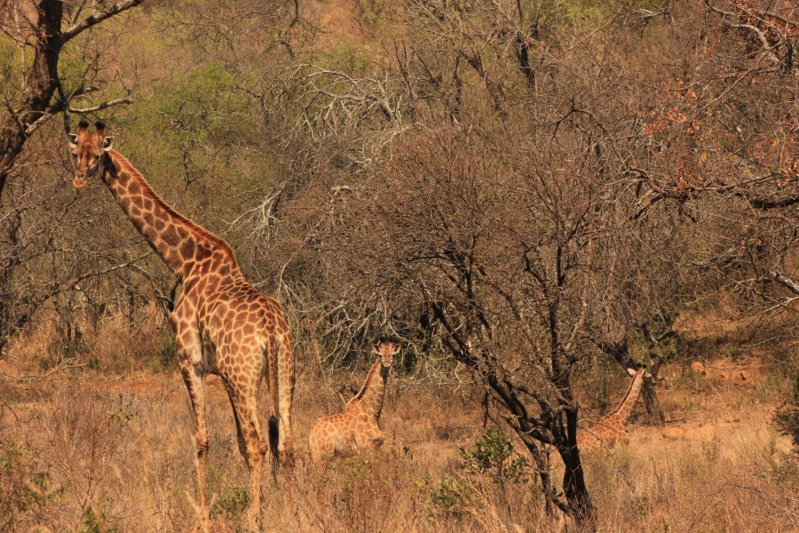 7 Bedroom Property for Sale in Ohrigstad Limpopo