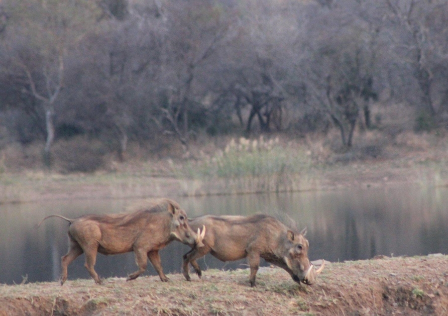 7 Bedroom Property for Sale in Ohrigstad Limpopo