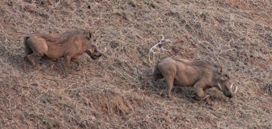 7 Bedroom Property for Sale in Ohrigstad Limpopo